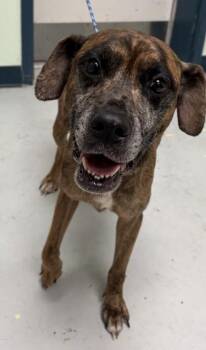 Mixed Breed Dogs Available for Adoption in Savannah, Georgia - Sunny Girl | PetCurious