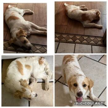 Ruffles -  Golden Retriever and Mixed Breed Dog for Adoption in Aiken, South Carolina - Ruffles | PetCurious