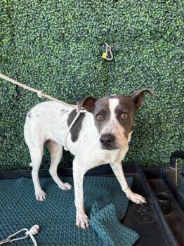 61563633 -  Mixed Breed Dog for Adoption in El Paso, Texas - 61563633 | PetCurious