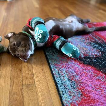 American Staffordshire Terrier Dogs Available for Adoption in Zuni, Virginia - Scram | PetCurious