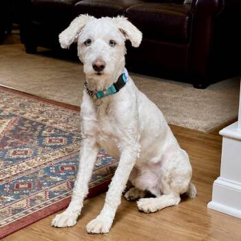 Murphy -  Poodle Dog for Adoption in Mead, Colorado - Murphy | PetCurious