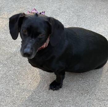 Rescue Dachshund Dogs for Adoption in Georgetown, Kentucky - MOLLY MAE | PetCurious