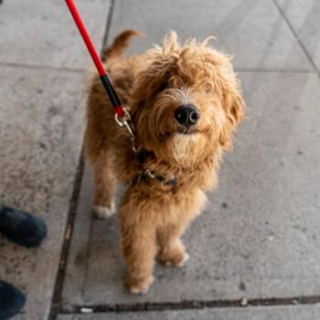 Micky -  Standard Poodle and Golden Retriever Dog for Adoption in New York, New York - Micky | PetCurious