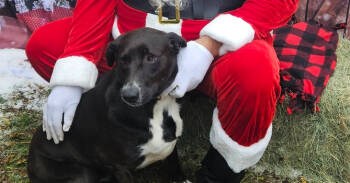 Rescue Border Collie and Labrador Retriever Dogs for Adoption in San Antonio, Texas - Panda | PetCurious