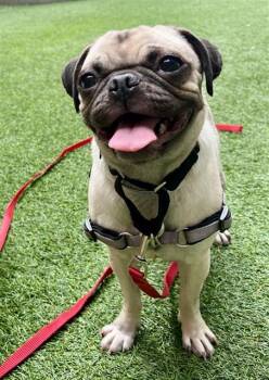 Pug Dogs Available for Adoption - BABY | PetCurious