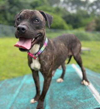 Rescue Pit Bull Terrier Dogs for Adoption in Virginia Beach, Virginia - 179874 Bristol | PetCurious