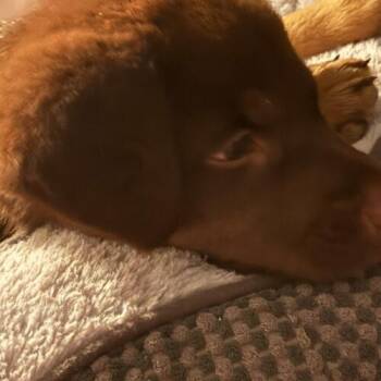 Marvin -  German Shepherd Dog and Boxer Dog for Adoption in Christiansburg, Virginia - Marvin | PetCurious