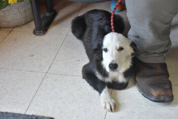 Panda -  Border Collie Dog for Adoption in North Judson, Indiana - Panda | PetCurious