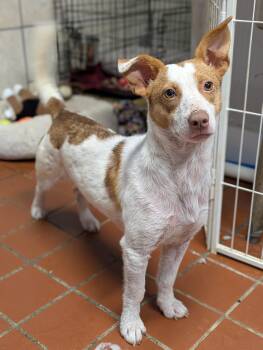 Mixed Breed Dogs Available for Adoption - Priya | PetCurious