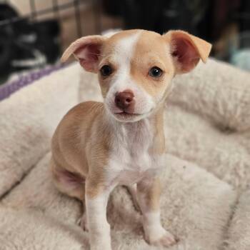 Cobbler -  Miniature Pinscher and Chihuahua Dog for Adoption in Lafayette, California - Cobbler | PetCurious