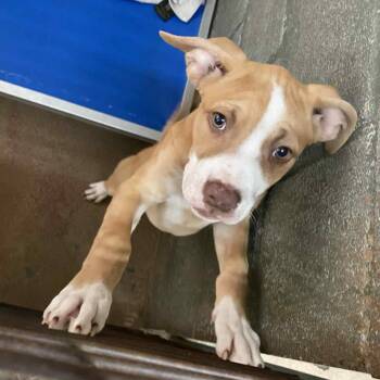 Pit Bull Terrier Dogs Available for Adoption in Stephenville, Texas - Bingo | PetCurious