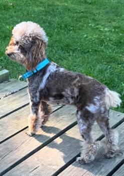 Twix -  Poodle Dog for Adoption in Marine City, Michigan - Twix | PetCurious