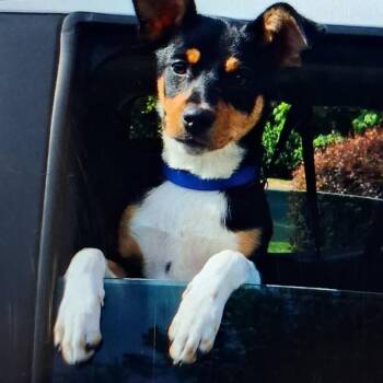 Riley 2259 -  Mixed Breed Dog for Adoption in Hamilton, Georgia - Riley 2259 | PetCurious
