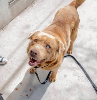 Kimo -  Mixed Breed Dog for Adoption in Montreal, Quebec - Kimo | PetCurious