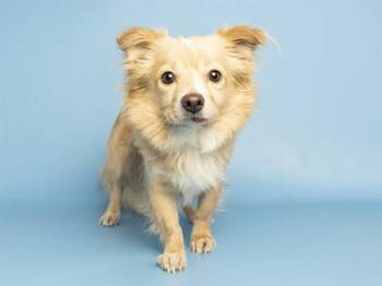 BRUNO -  Pomeranian and Mixed Breed Dog for Adoption in Phoenix, Arizona - BRUNO | PetCurious