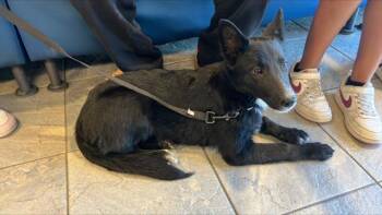 Rescue Australian Cattle Dog Blue Heeler and Mixed Breed Dogs for Adoption in Tustin, California - MIA | PetCurious