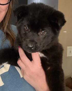 Mixed Breed Dogs Available for Adoption - Zephyr | PetCurious