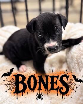 Bones -  Golden Retriever and Black Labrador Retriever Dog for Adoption in Grand Bay, Alabama - Bones | PetCurious