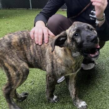 Grug -  Mixed Breed Dog for Adoption in South Burlington, Vermont - Grug | PetCurious