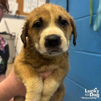 Retriever and Shepherd Dogs Available for Adoption in Washington, District Of Columbia - Loquat | PetCurious
