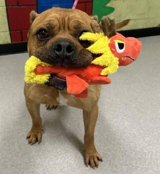 American Bulldog and Mixed Breed Dogs Available for Adoption - LAIKO | PetCurious