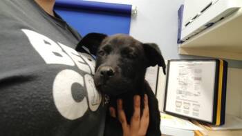 Labrador Retriever and Mixed Breed Dogs Available for Adoption in Albuquerque, New Mexico - POPIS | PetCurious