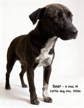 Soar -  Cattle Dog and Mixed Breed Dog for Adoption in Thornton, Colorado - Soar | PetCurious