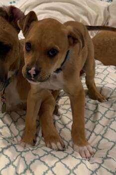Chihuahua and Boxer Dogs Available for Adoption - Henry | PetCurious