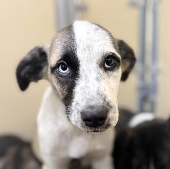Halo -  Shepherd Dog for Adoption in Sioux City, Iowa - Halo | PetCurious