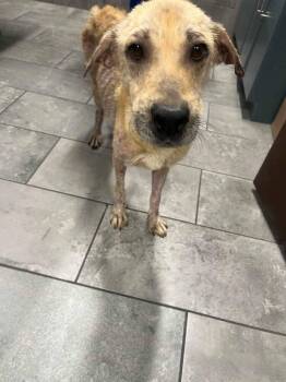 Rescue Shepherd Dogs for Adoption in New York, New York - Rosalie TX | PetCurious