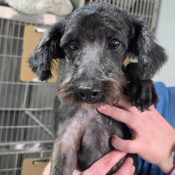 Schnauzer and Poodle Dogs Available for Adoption - Stormy | PetCurious