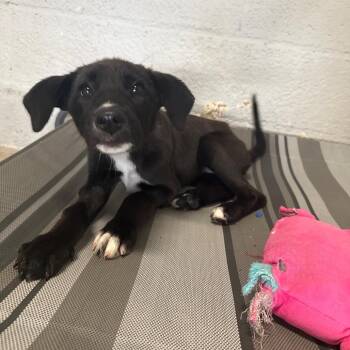 Berry Blue -  Black Labrador Retriever and Mixed Breed Dog for Adoption in Austin, Texas - Berry Blue | PetCurious