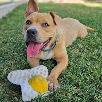 Buzz -  Basset Hound and Corgi Dog for Adoption in Gainesville, Texas - Buzz | PetCurious