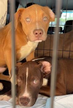 Pit Bull Terrier Dogs Available for Adoption - Storrie | PetCurious