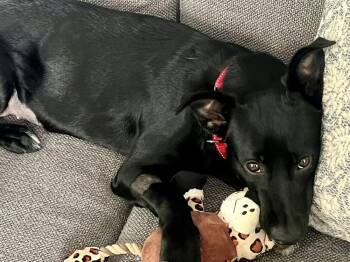 Franny -  Terrier and Feist Dog for Adoption in Willingboro, New Jersey - Franny | PetCurious