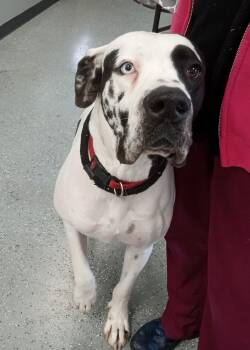 Rescue Great Dane Dogs for Adoption in Maynardville, Tennessee - Mia | PetCurious