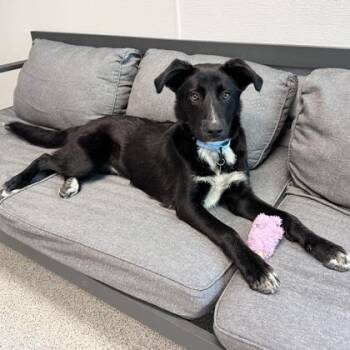 Sky -  Mixed Breed Dog for Adoption in Lansing, Michigan - Sky | PetCurious