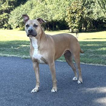 Pit Bull Terrier Dogs Available for Adoption - Willow | PetCurious