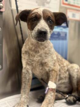 Australian Cattle Dog Blue Heeler and Mixed Breed Dogs Available for Adoption in Dallas, Texas - PIN | PetCurious