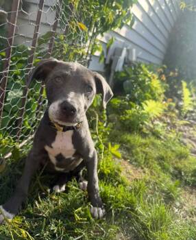 Athena -  Catahoula Leopard Dog Dog for Adoption in New London, Wisconsin - Athena | PetCurious