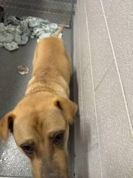 Arez -  Mixed Breed Dog for Adoption in Sevierville, Tennessee - Arez | PetCurious