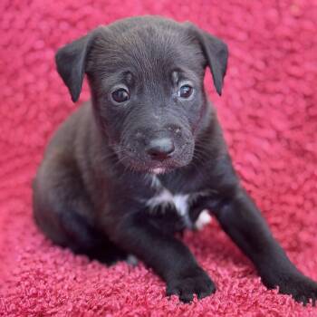 Rescue Spaniel and Terrier Dogs for Adoption in San Diego, California - Taffy Pup - Cherrybomb | PetCurious