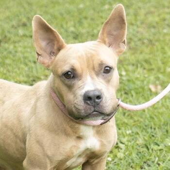 Bulldog Dogs Available for Adoption in Slidell, Louisiana - Daffodil | PetCurious