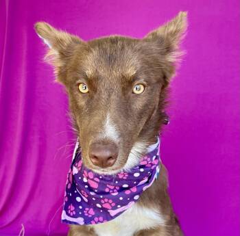 PIPER -  Australian Shepherd Dog for Adoption in Rowland Heights, California - PIPER | PetCurious