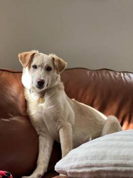 Rescue Labrador Retriever Dogs for Adoption in Toronto, Ontario - Rosie | PetCurious