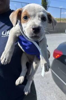 Wheeler -  Mixed Breed Dog for Adoption in Atlanta, Georgia - Wheeler | PetCurious