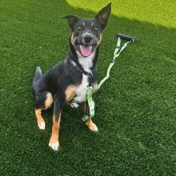 Grizz -  Australian Kelpie and Border Collie Dog for Adoption in Cheyenne, Wyoming - Grizz | PetCurious