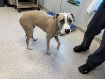 Rescue Mixed Breed Dogs for Adoption in New York, New York - Princeton | PetCurious