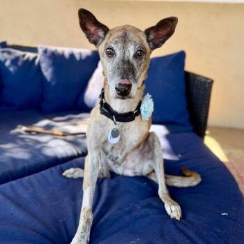 Flora -  Shepherd Dog for Adoption in Ramona, California - Flora | PetCurious