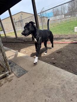 Sofia -  Pit Bull Terrier and Hound Dog for Adoption in Findlay, Ohio - Sofia | PetCurious
